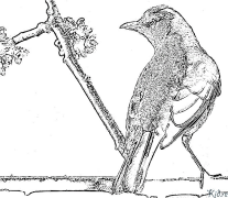 thrushes Shafukan Masu Launi Da Ake Bugawa